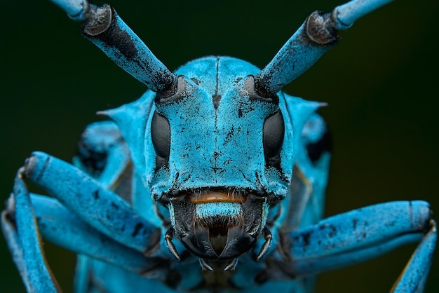 Close-up of animal skull
