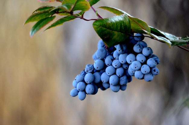 Close-up of fruits hanging on tree