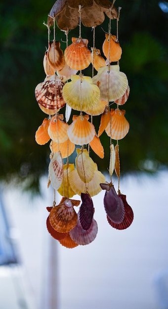 Close-up of leaves hanging on tree