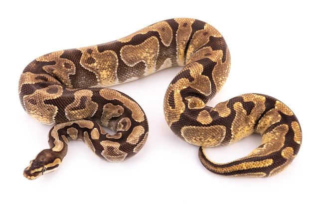 Close-up of snake against white background