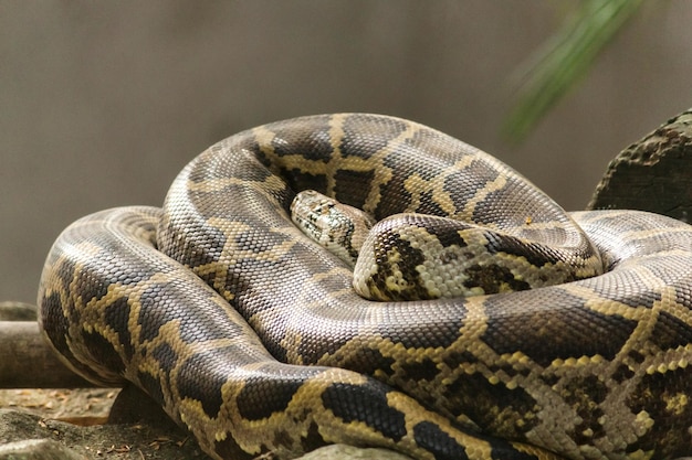 close-up of snake