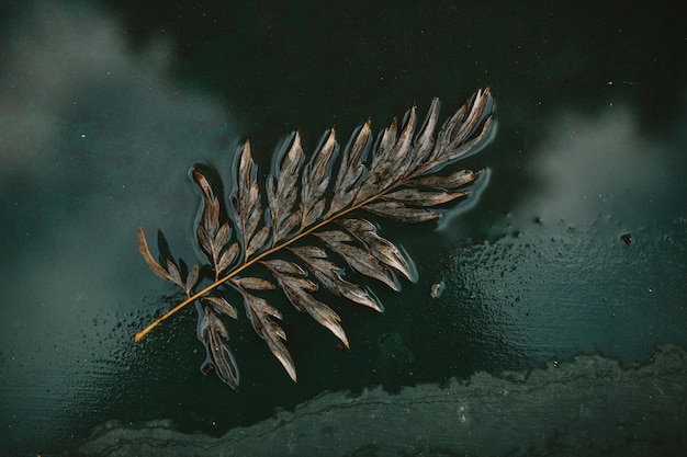 Directly above shot of leaves floating on lake