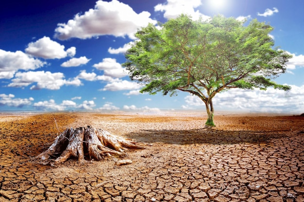 Ecology Drought Fighting Life Concept Lonely Green Tree in Drought
