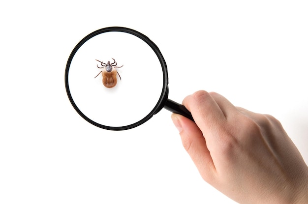 health danger diseasecarrier ticks