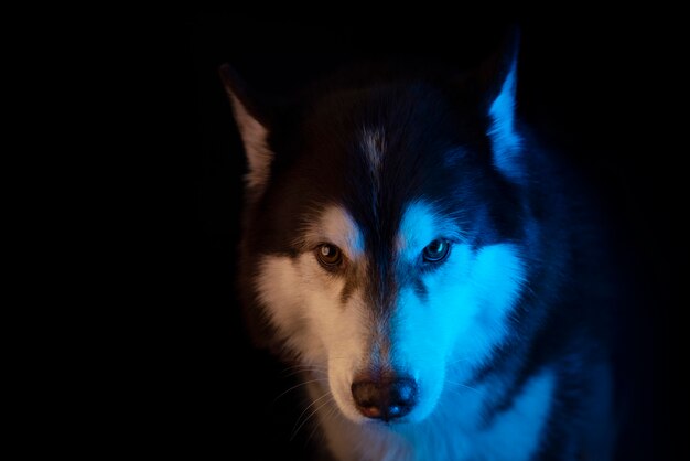 Husky portrait of a wolf's head on black