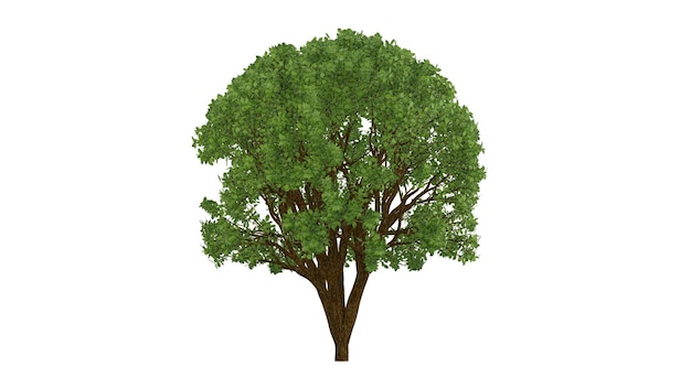 Isolated single tree with clipping path on isolated background