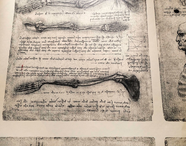 Kandy, Sri Lanka - 17 February 2021: 14th century anatomy art by Leonardo Da Vinci in Kandy medical exhibition