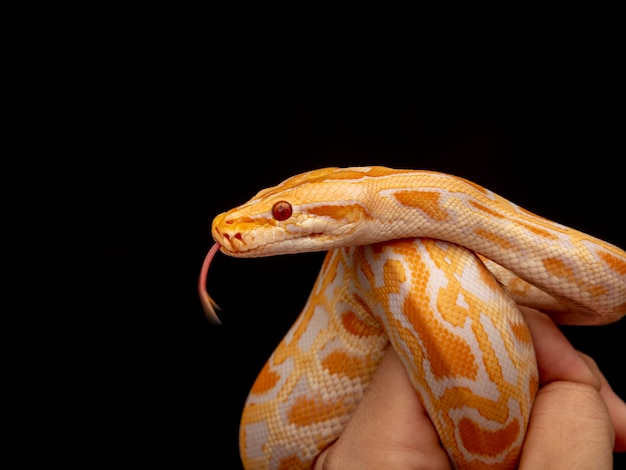 Kultapyton, verkkopyton (Python reticulatus).
