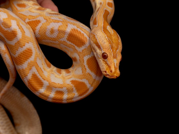 Kultapyton, verkkopyton (Python reticulatus).