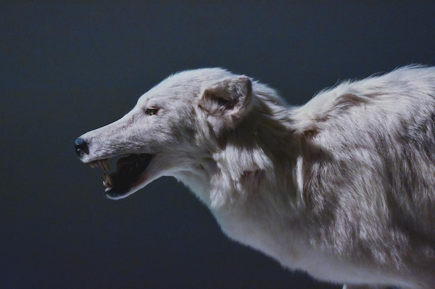 Lähikuva koirasta harmaata taustaa vasten