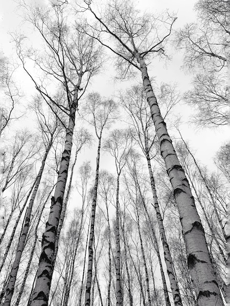 low angle view of bare trees against sky