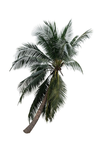 Low angle view of palm tree against white background