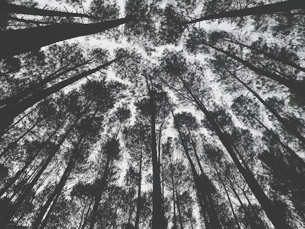 low angle view of trees in forest
