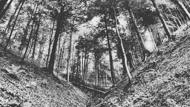 low angle view of trees on field