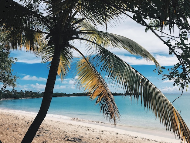 Palm tree growing at beach