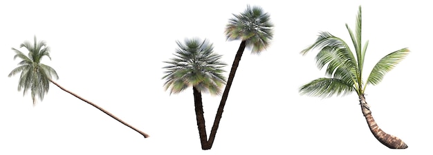 palm tree isolated on white background, 3D illustration, cg render