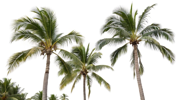 Palm trees under a clear blue sky