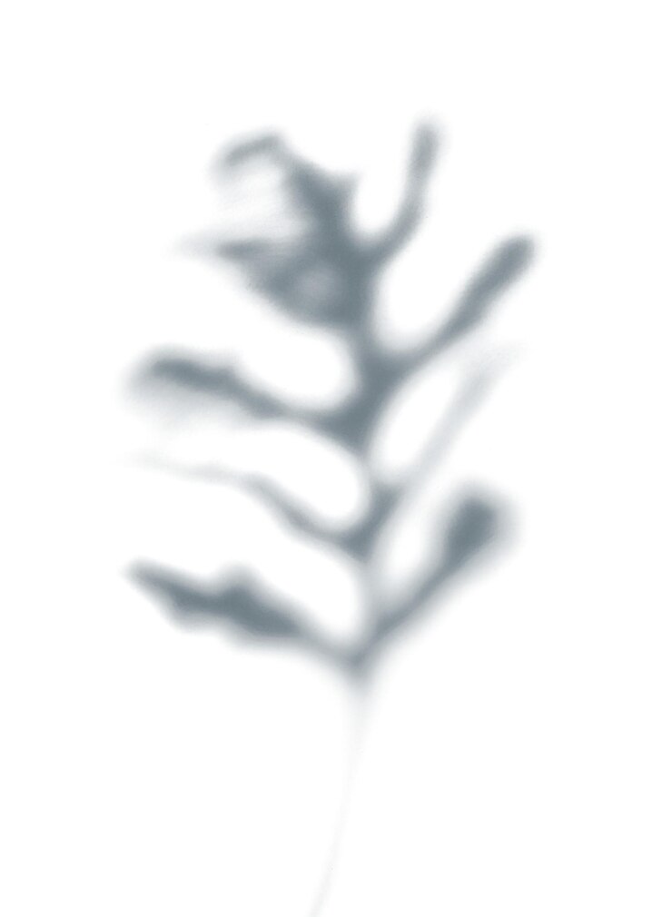 Kuva png shadow of leaves transparent background