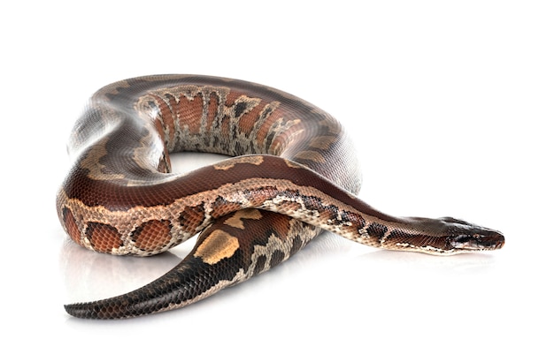 Python brongersmai studiossa