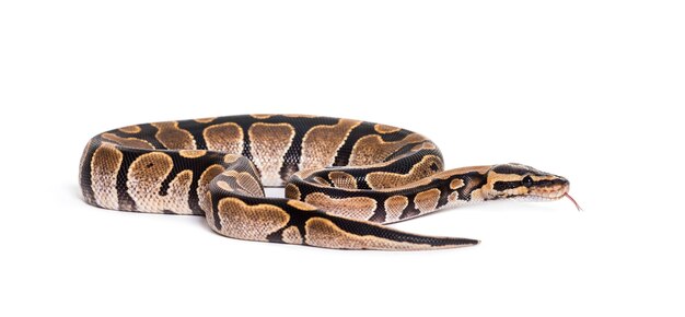 Python regius, valkoista taustaa vasten