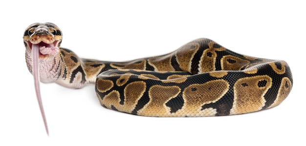 Python Royal python, ball python - Python regius  eating a mouse