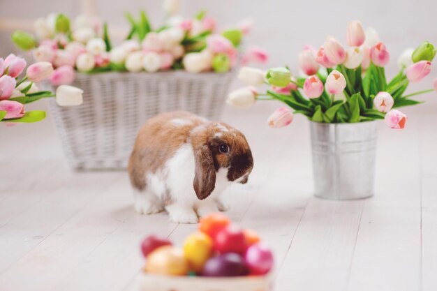 Rabbit sitting by tulips in container