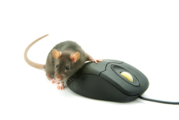 rat and a computer mouse on white background