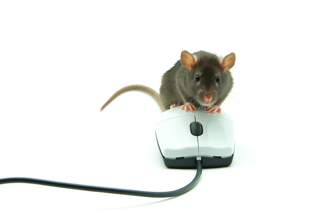 rat and computer mouse