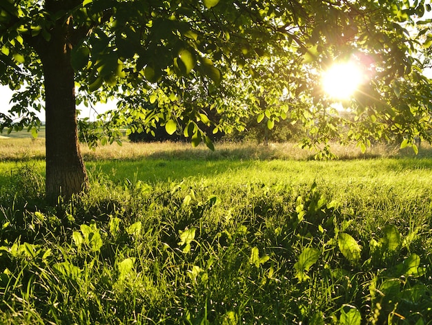 Scenic view of field against trees