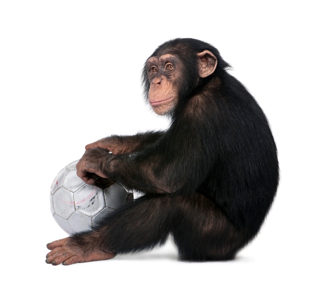 Sivukuva nuoresta simpanssista ja hänen pallostaan - Simia troglodytes valkoisella pohjalla, hän näyttääCalculation olevanCalculationCalculationCalculationcalculationcalculationcalculationcalculation calculation calculationcalculationCalculationCalculationCalculationCalculationcalculationcalculationcalculationcalculation calculation calculationcalculationCalculationCalculationCalculationCalculationcalculationcalculationcalculationcalculation calculation calculationcalculationCalculationCalculationCalculationCalculationcalculationcalculationcalculationcalculation calculation calculationcalculationCalculationCalculationCalculationCalculationcalculationcalculationcalculationcalculation calculation calculationcalculationcalculationcalculationcalculationcalculationcalculation calculation calculationcalculationCalculationCalculationCalculationCalculationcalculationcalculationcalculationcalculation calculation calculationcalculationCalculationCalculationCalculationCalculationcalculationcalculationcalculationcalculation calculation calculationcalculationCalculationCalculationCalculationCalculationcalculationcalculationcalculationcalculation calculation calculationcalculation.