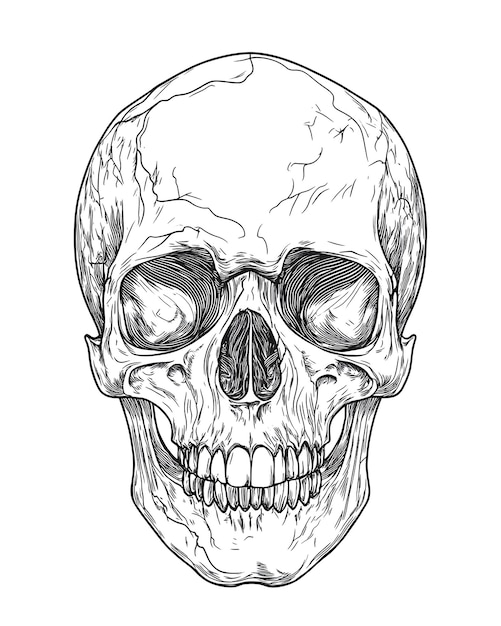 Skull vintage style simple vector illustration