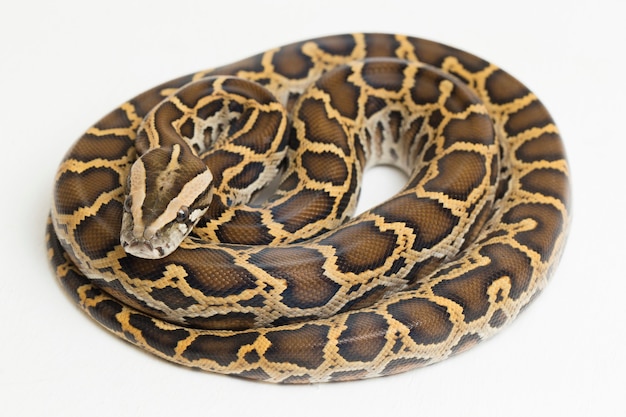 Snake Burmese Python Python molurus bivittatus isolated