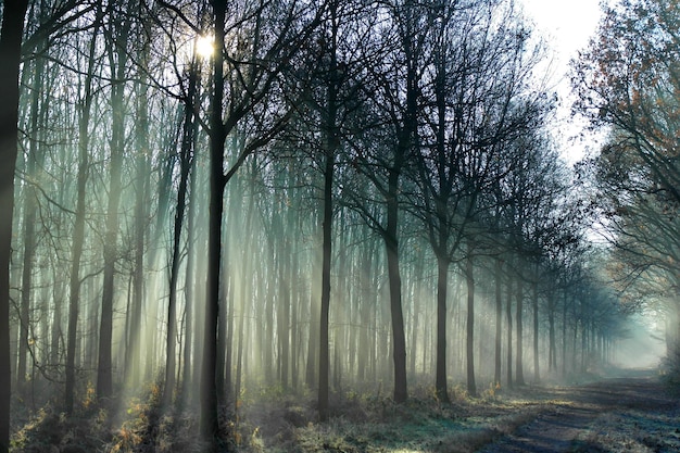 Sunlight streaming through trees in foggy weather