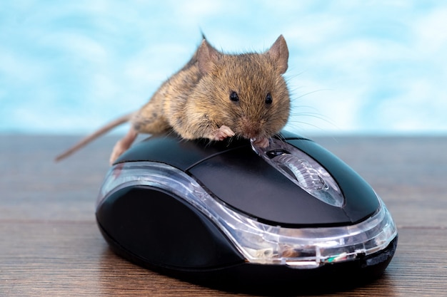 The mouse sits on a computer mouse. Work in the office