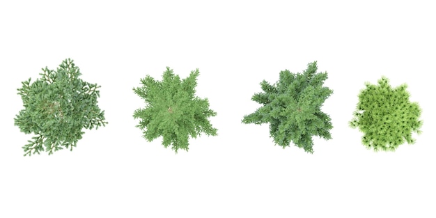 Uima-altaan reunalla oleva kasvi, setri, kuuset, ylänäkymä läpinäkyvällä tausta-arkkitehtuurin visualisoinnilla