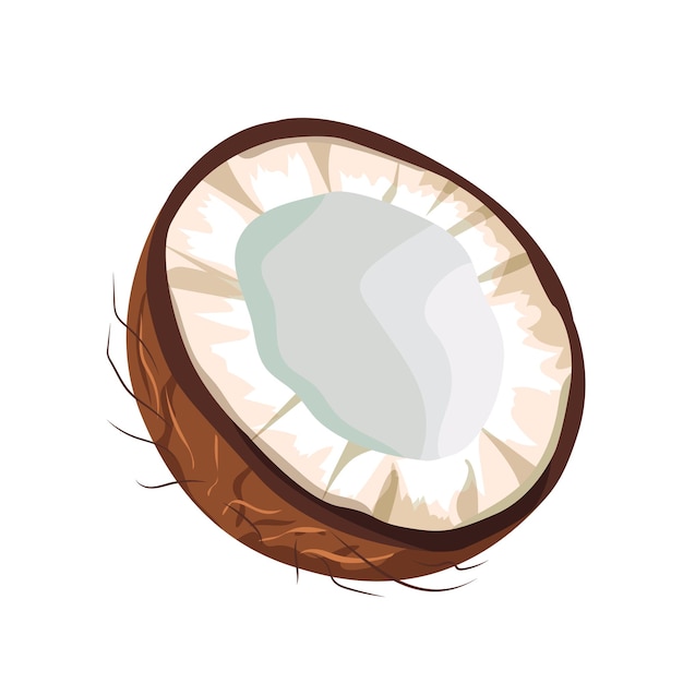vector image of half of coconut on isolated white background tropical fruit