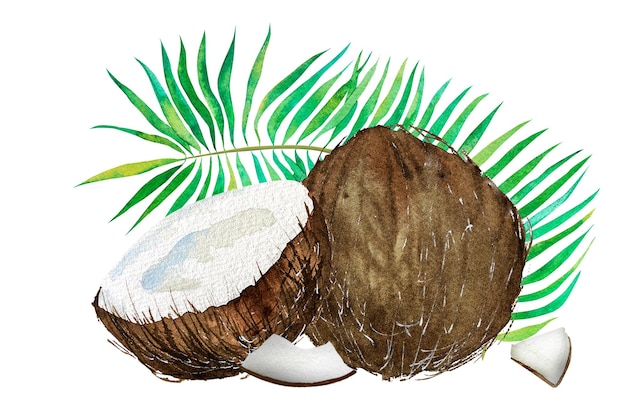 Watercolor illustration of the tropics Coconut tropical leaves and flowers on a colored background