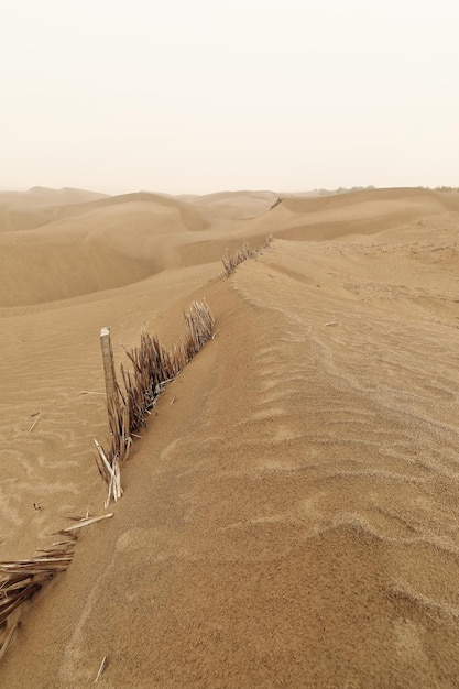 Photo 0357 reed checkerboard barriers protect the tarim desert highway-taklamakan desert xinjiang-china