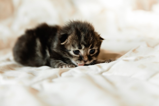 毛布の上に生後1ヶ月の黒い子猫。