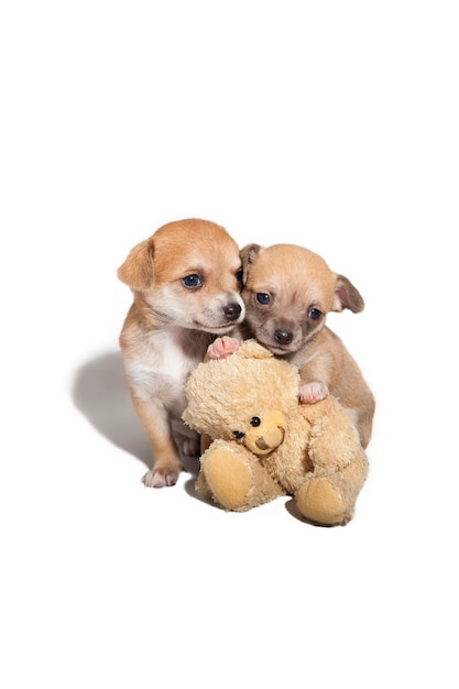 1 month old chihuahua puppies on white studio background with a teddy bear