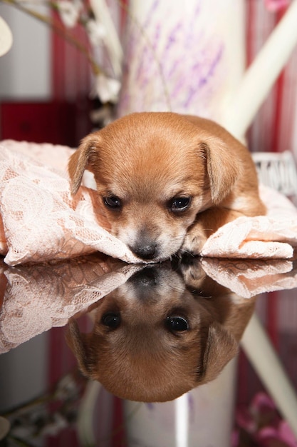 1 month old chihuahua puppy