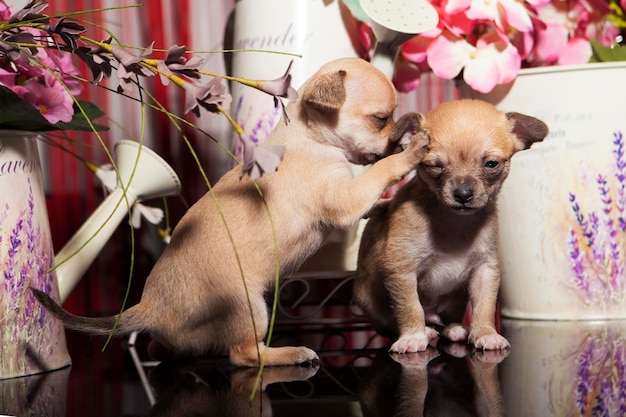 1 month old chihuahua puppy