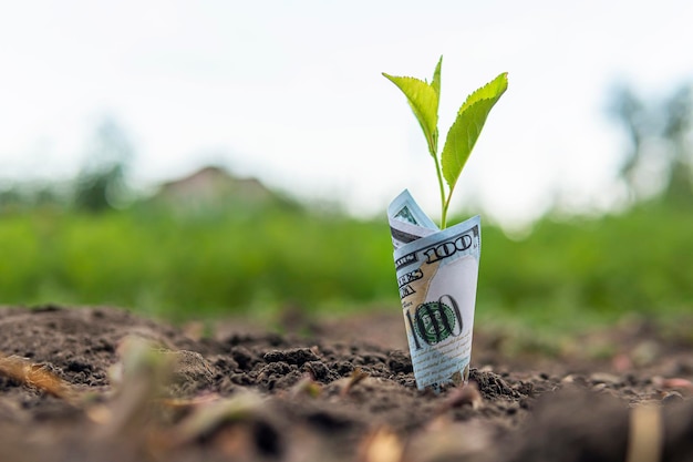 100ドル札が地面に植えられている農作物生産と環境製品からの収益性の概念収益性の高い作物生産