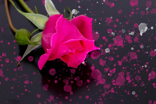 14 Subat Sevgililer Gunu or February 14th Valentine's Daybackground and Top view of a pink rose