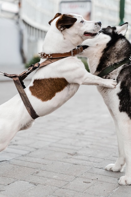 2匹の愛らしい犬が嗅ぎまわってお互いに遊んでいるシベリアンハスキーとジャックラッセルテリアが路上で遊んでいる面白い子犬の犬