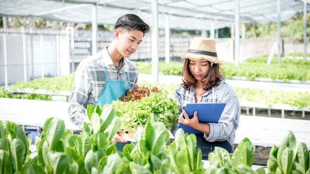 2 Farmer inspect the quality of vegetable organic salad and lettuce from hydroponic farm and make notes on clipboard to give customers the best product.