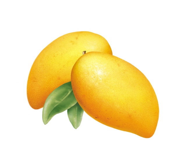 2 mangoes on a white background