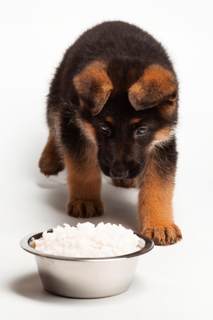 2 month german shepherd puppy eating from the plate