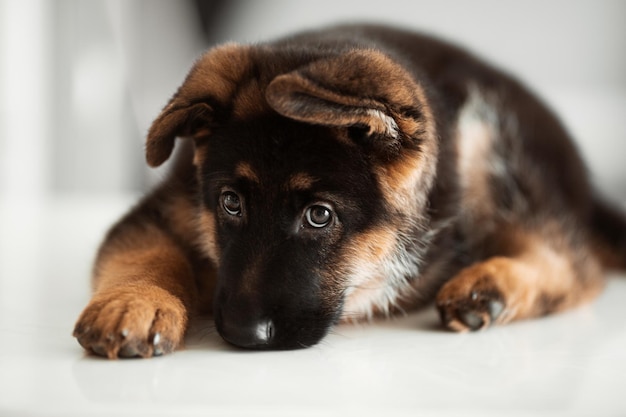 2 month german shepherd puppy at home