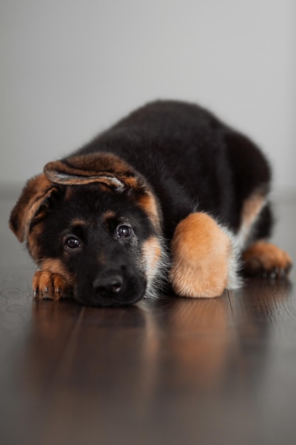 自宅で 2 ヶ月のジャーマン ・ シェパードの子犬